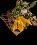 E. citrina